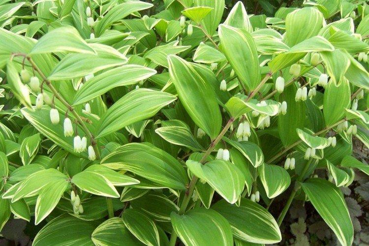 Купена – фото