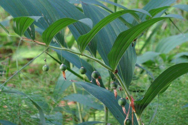 Купена – фото