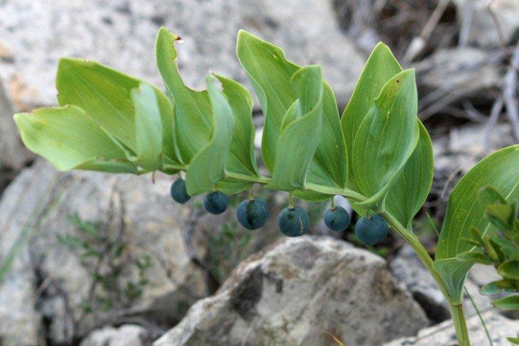 Купена – фото