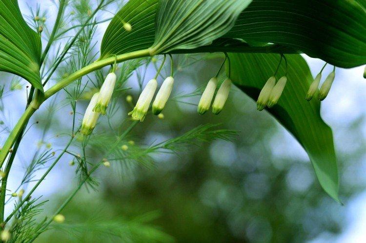 Купена – фото