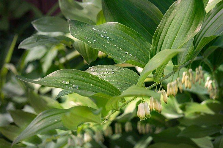 Купена – фото