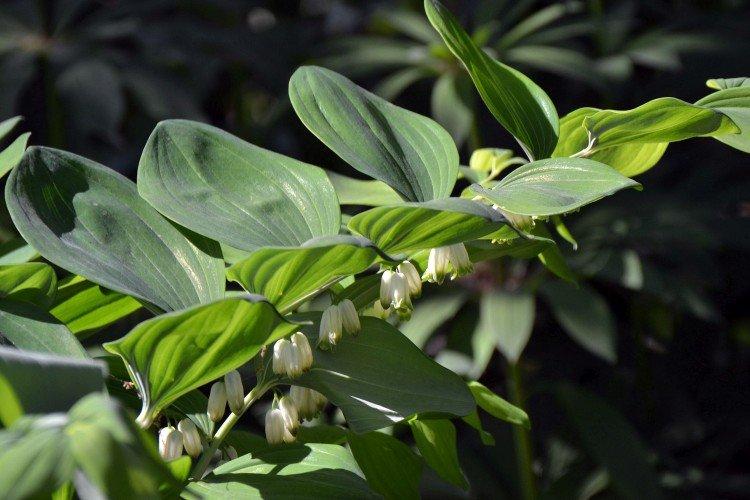 Купена – фото