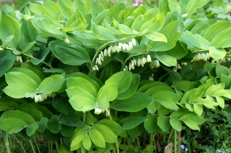 Купена – фото