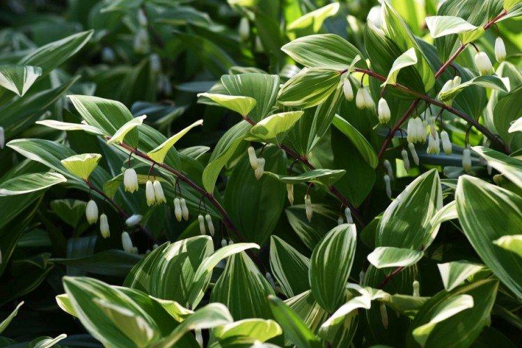 Купена – фото