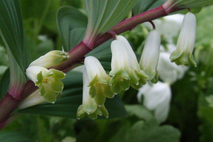 Купена – фото