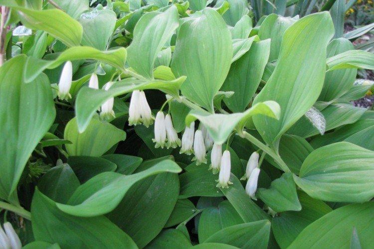 Купена – фото