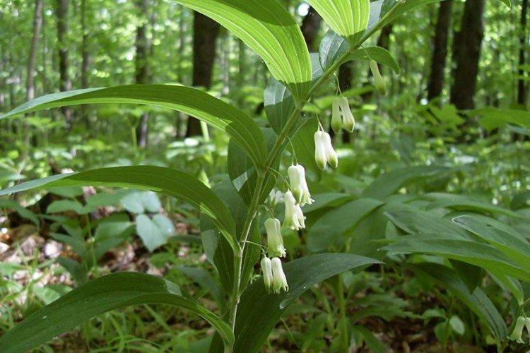 Купена – фото