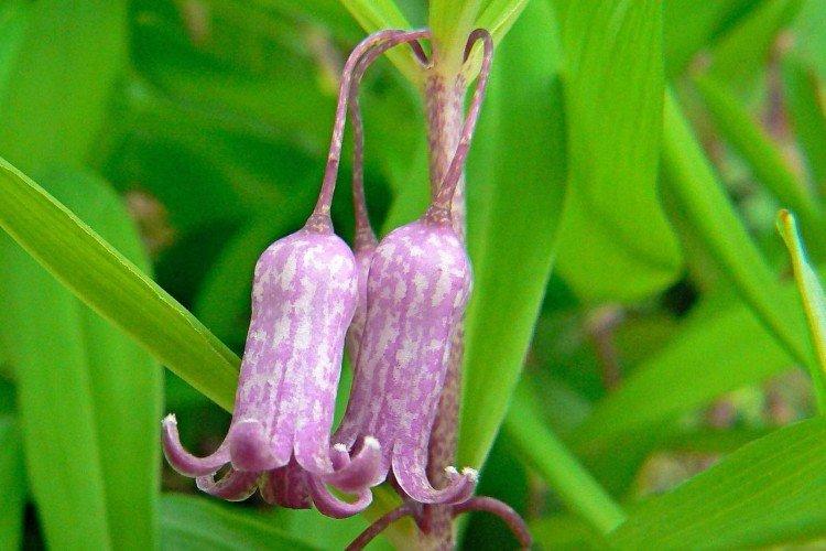 Купена Пратти