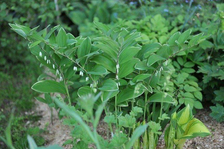 Купена – фото