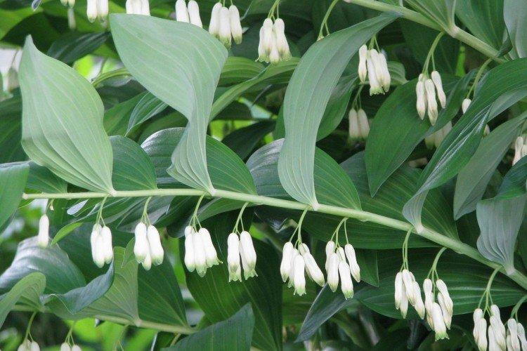 Многоцветковая купена