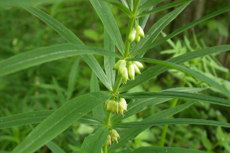 Мутовчатая купена