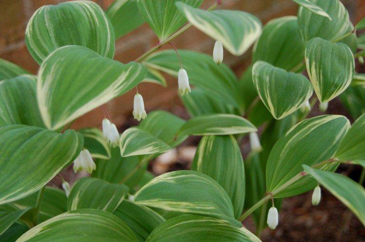 Серповидная купена