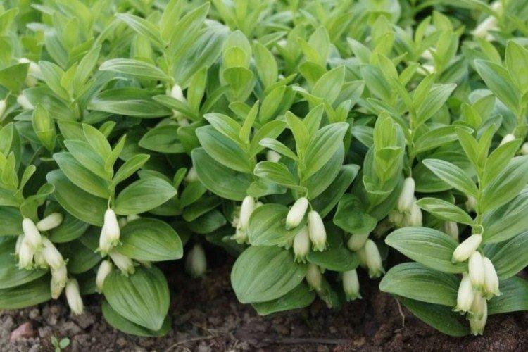 Низкая купена