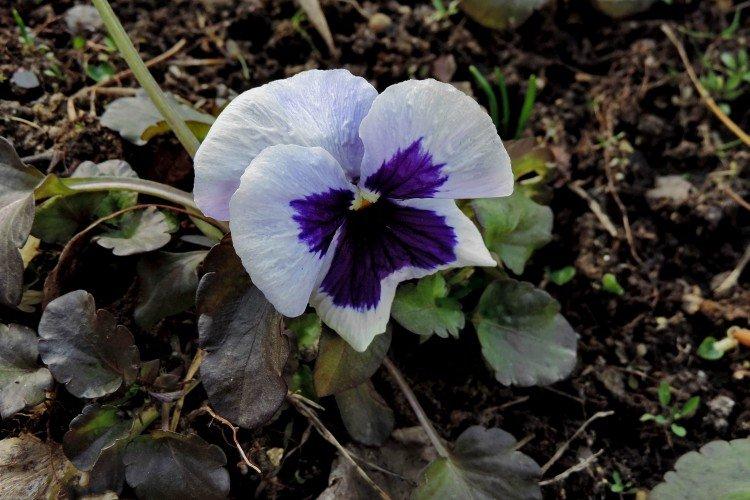 Борьба с вредителями и болезнями