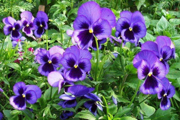 Душистые анютины глазки