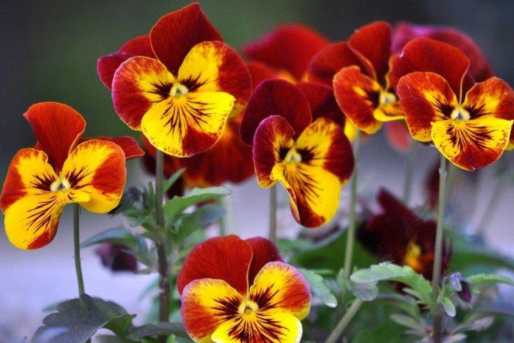 Анютины глазки – фото