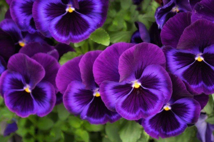 Анютины глазки – фото