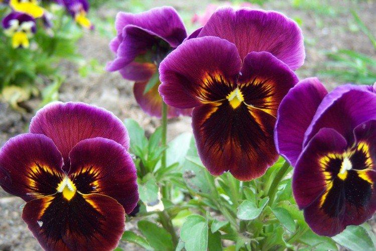 Анютины глазки – фото