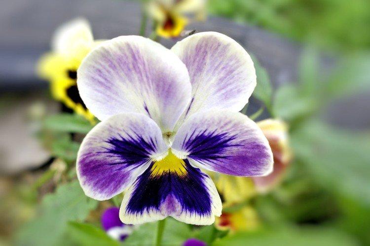 Анютины глазки – фото