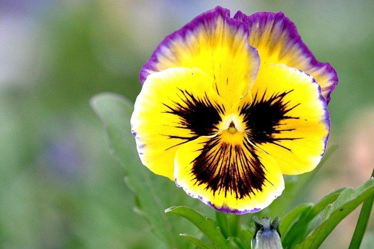 Анютины глазки – фото