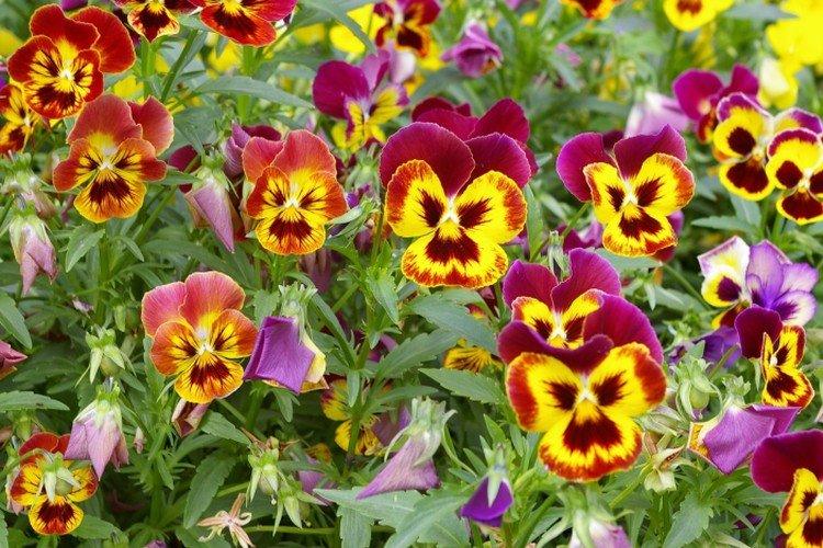 Анютины глазки – фото