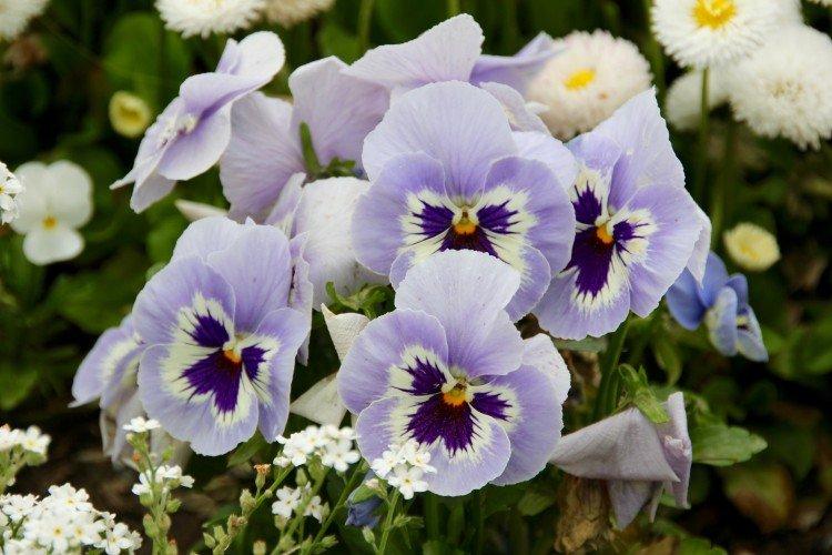 Анютины глазки – фото