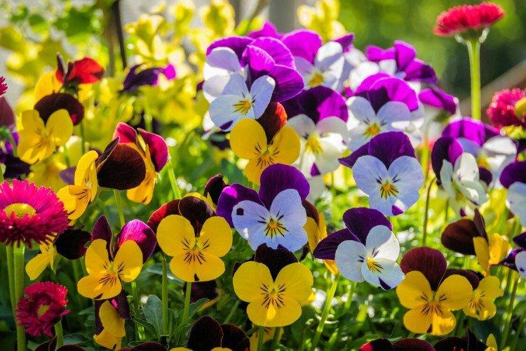 Анютины глазки – фото