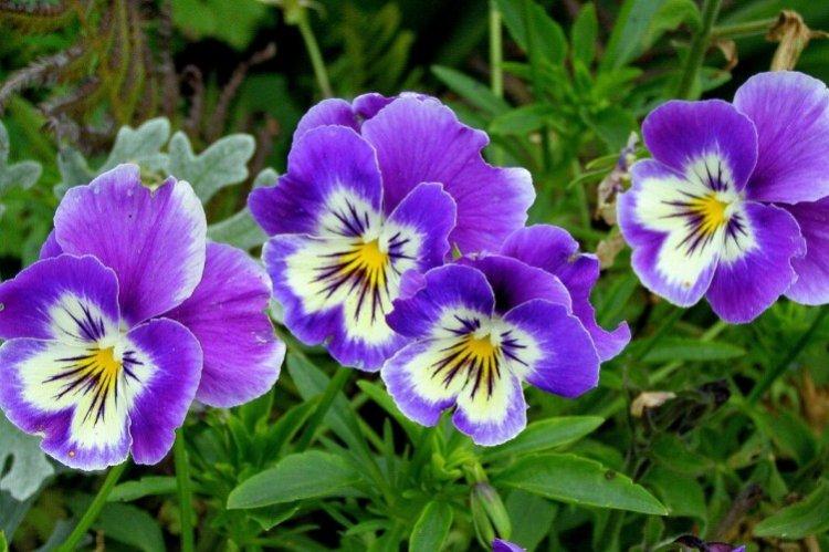 Анютины глазки – фото