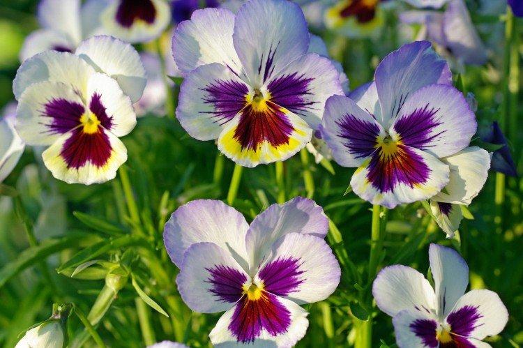 Анютины глазки – фото