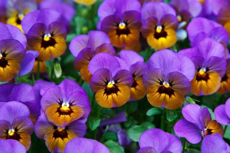 Двухцветные анютины глазки