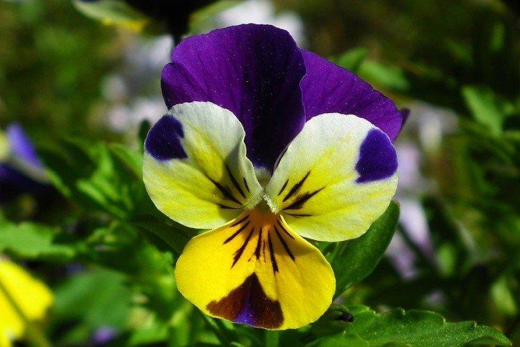 Пятнистые анютины глазки