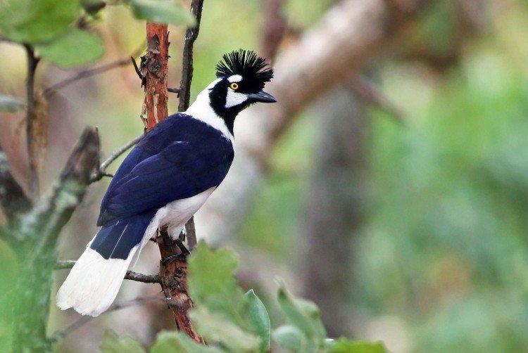 Хохлатая разноцветная сойка