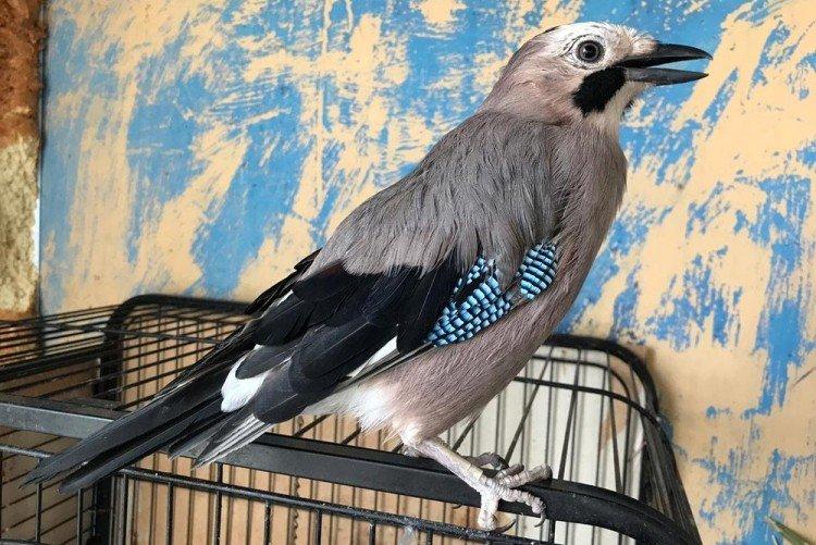 Содержание в неволе