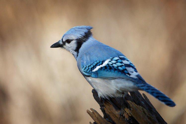 Естественные враги