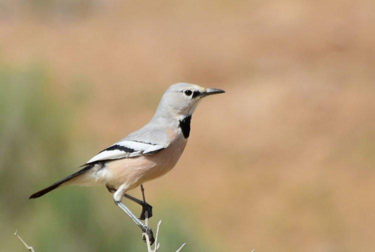 Сойка – фото птицы