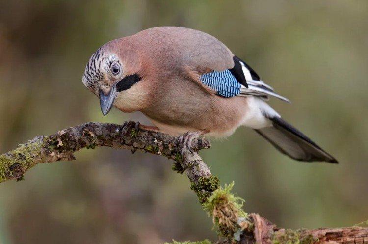 Сойка – фото птицы