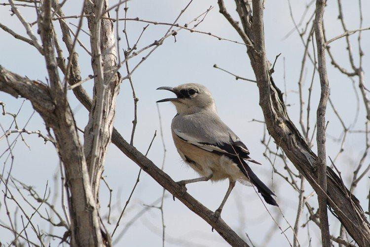 Сойка – фото птицы