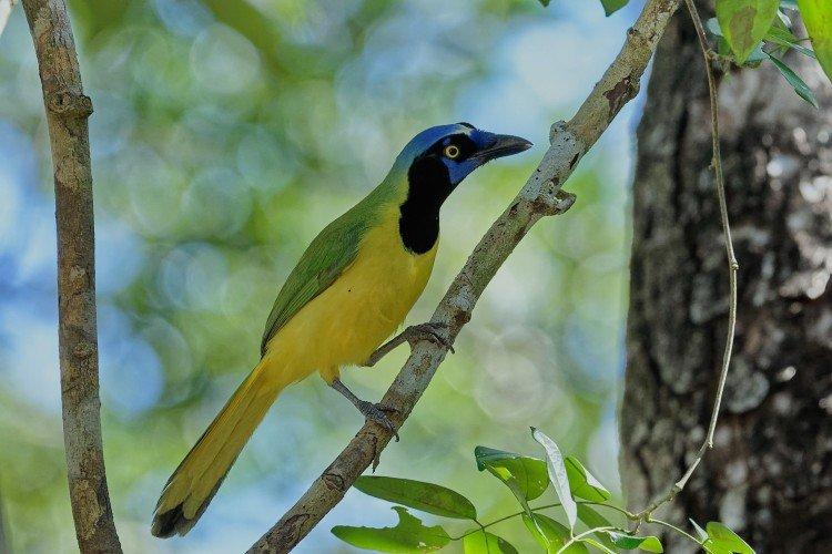 Сойка – фото птицы