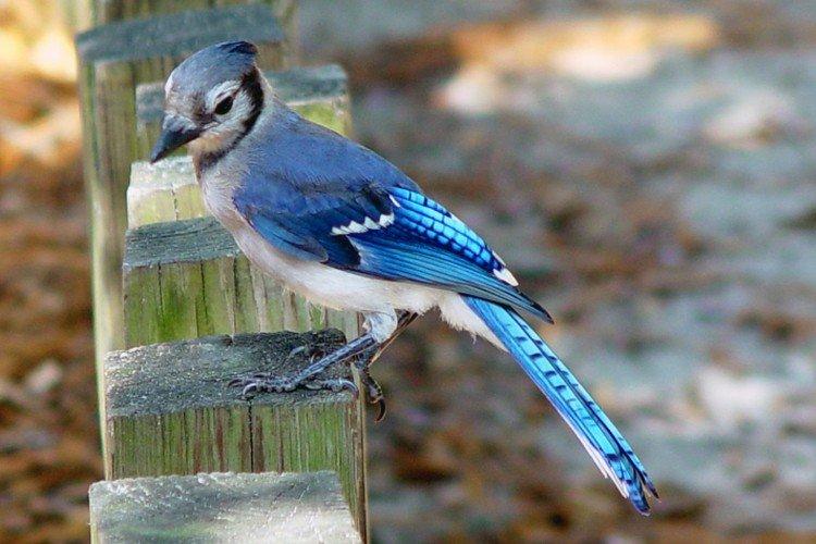Сойка – фото птицы