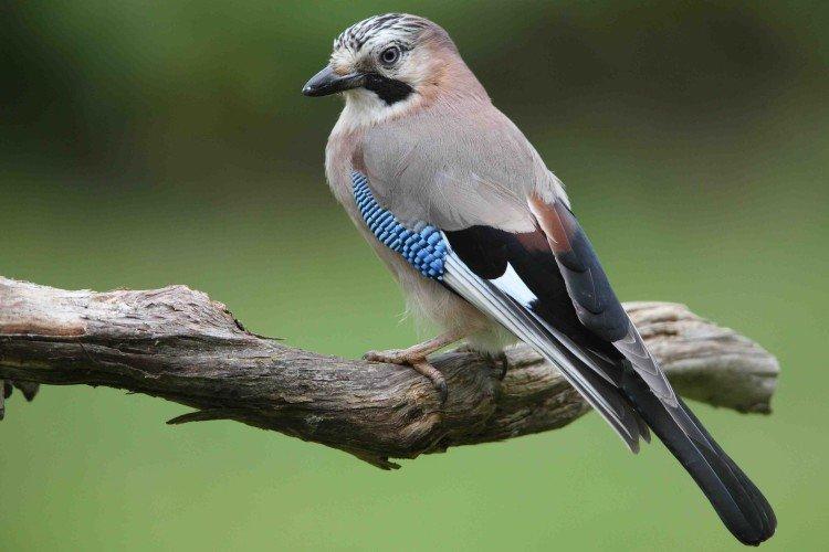 Сколько живут сойки