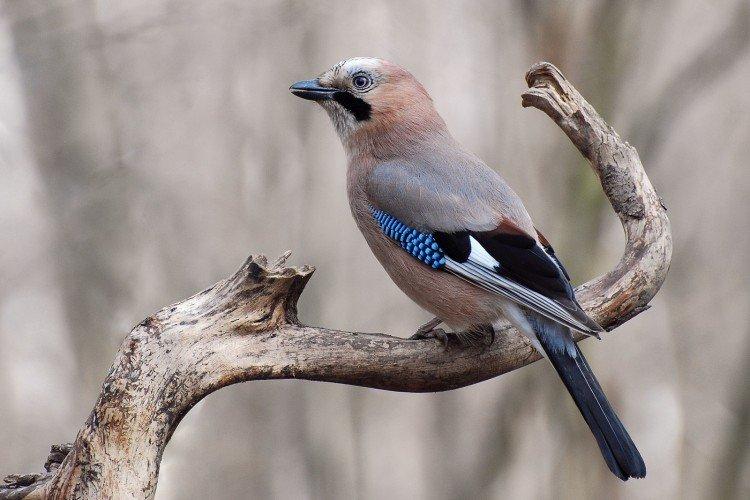 Сойка – фото птицы