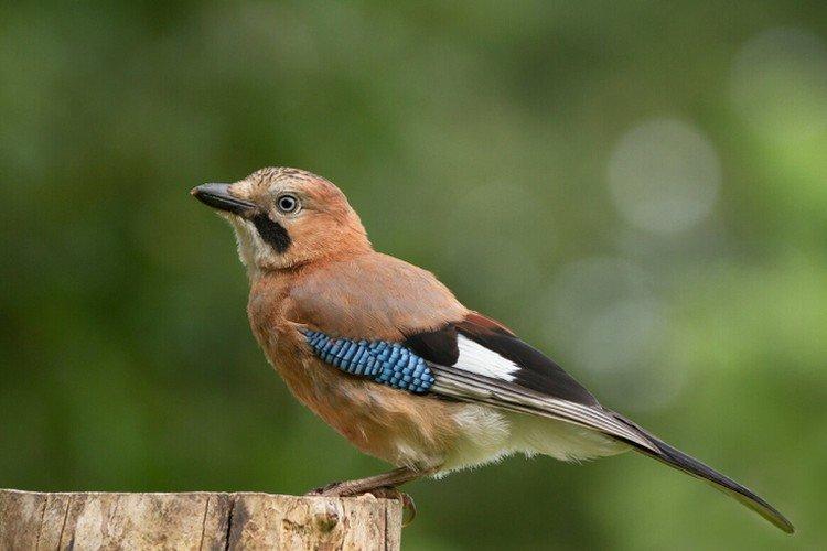 Сойка – фото птицы