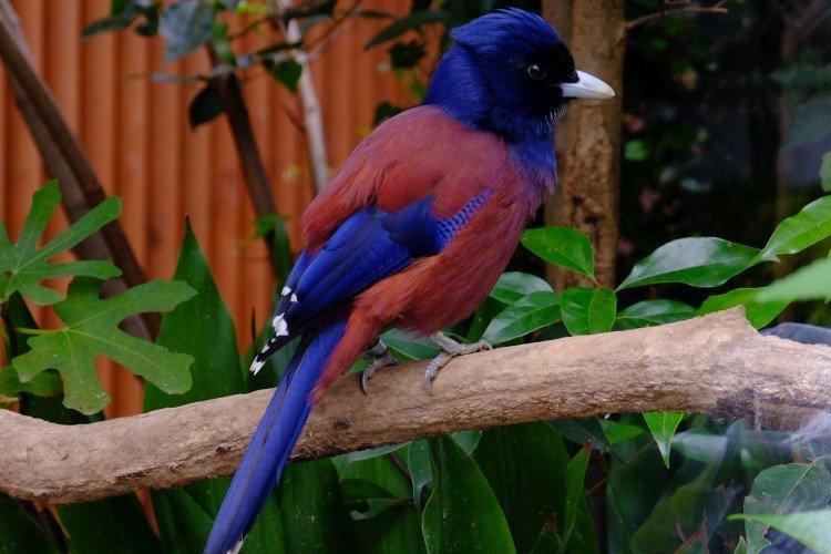 Украшенная сойка