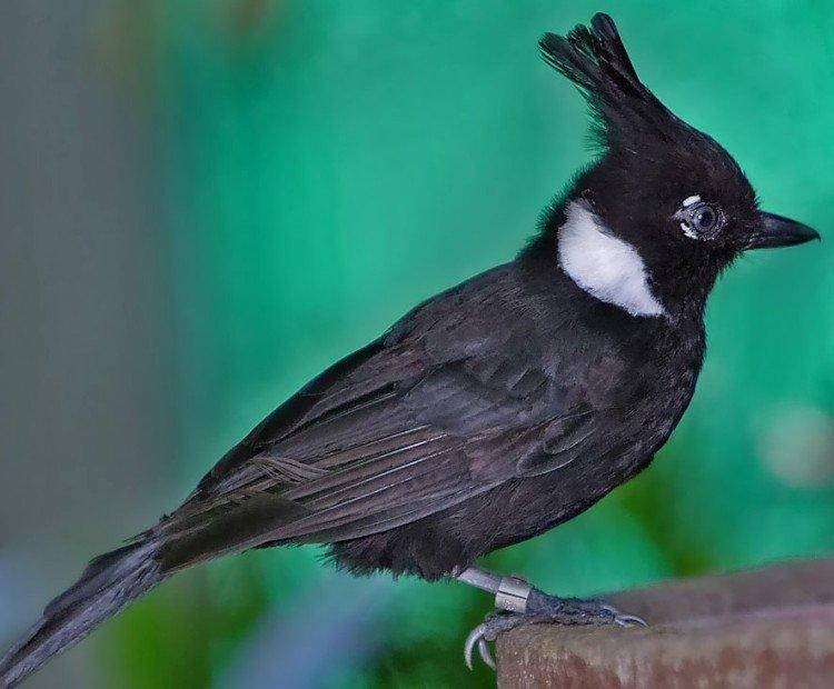 Хохлатая малайская сойка