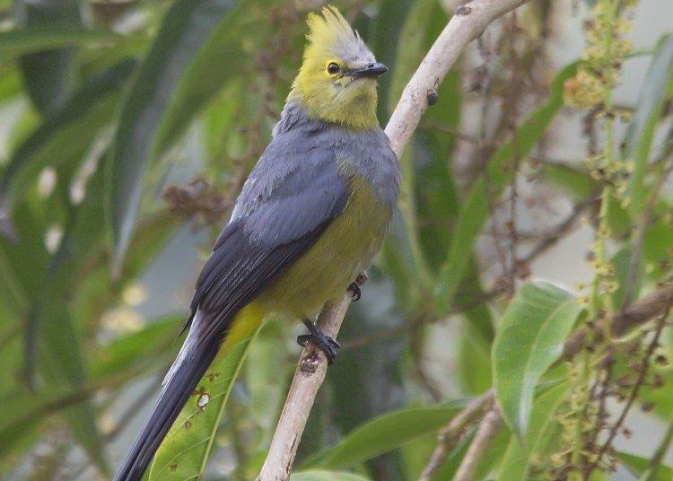 Длиннохвостый свиристель