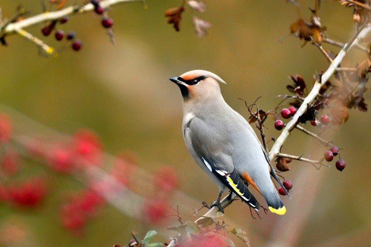 Свиристель – фото птицы