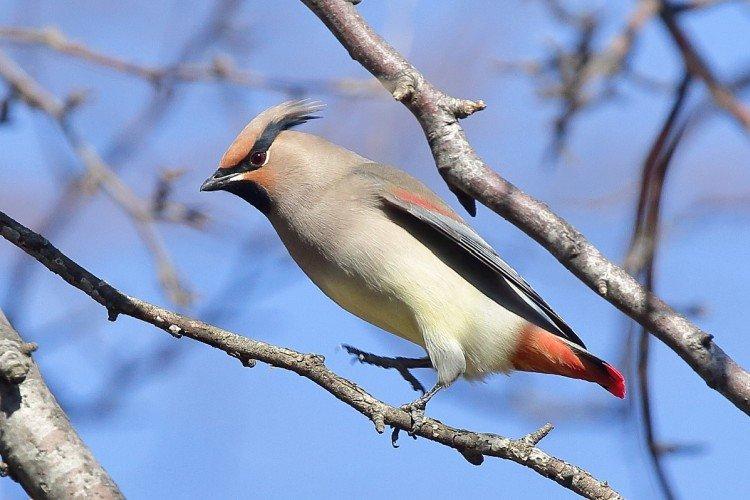 Свиристель – фото птицы