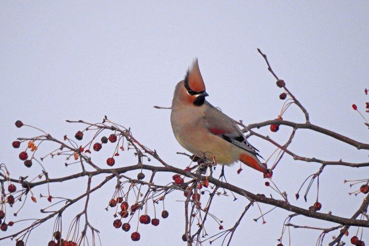 Свиристель – фото птицы
