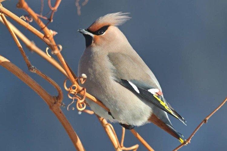 Свиристель – фото птицы