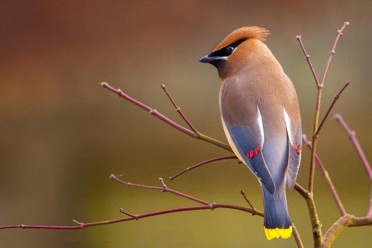 Свиристель – фото птицы